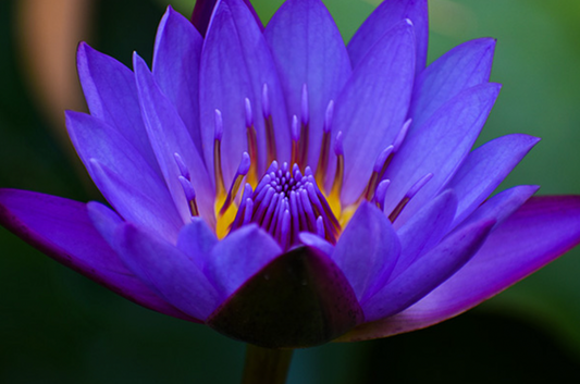 The Lotus Effect: How Blue Lotus Can Improve Your Skin