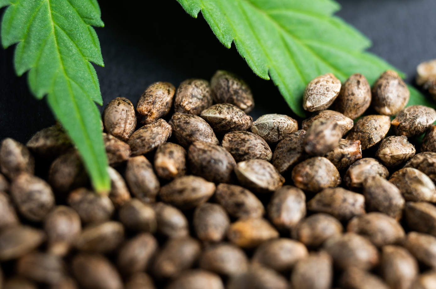 Hemp Oil for Skin: Benefits for Healthy, Glowing Skin